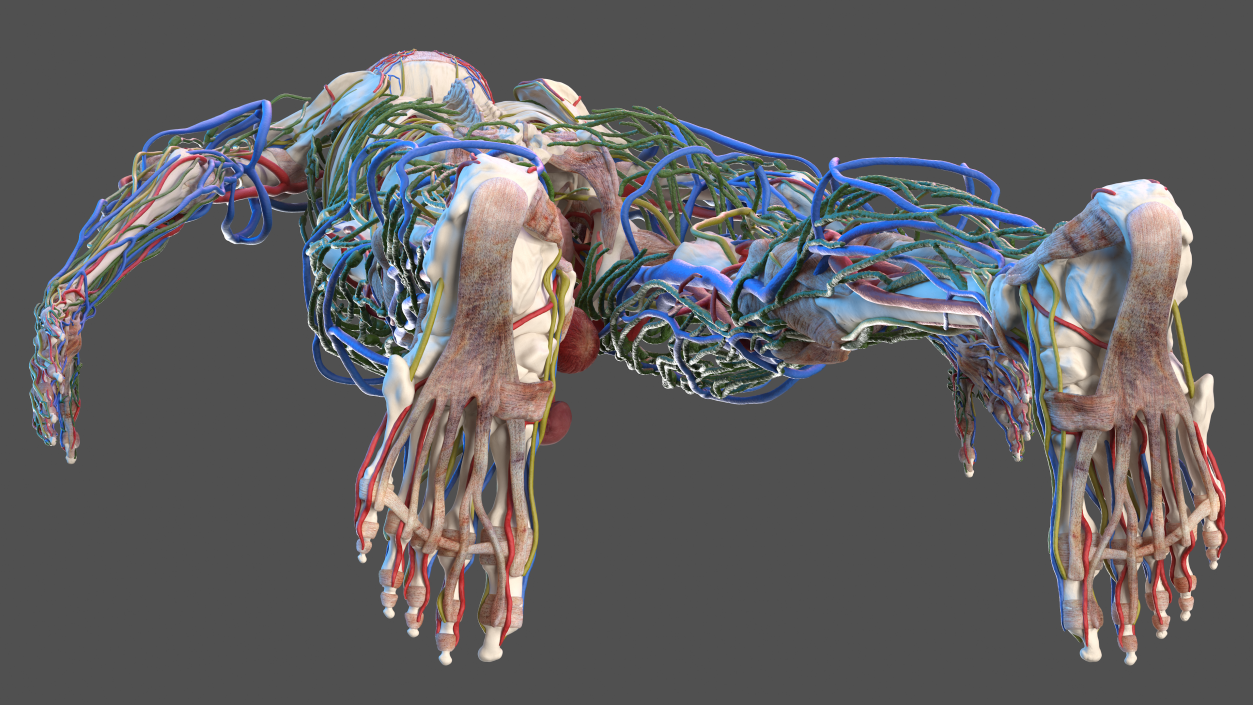 3D Male Skeleton and Internal Organs Anatomy