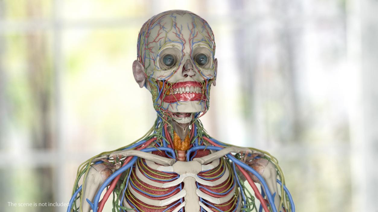3D Male Skeleton and Internal Organs Anatomy