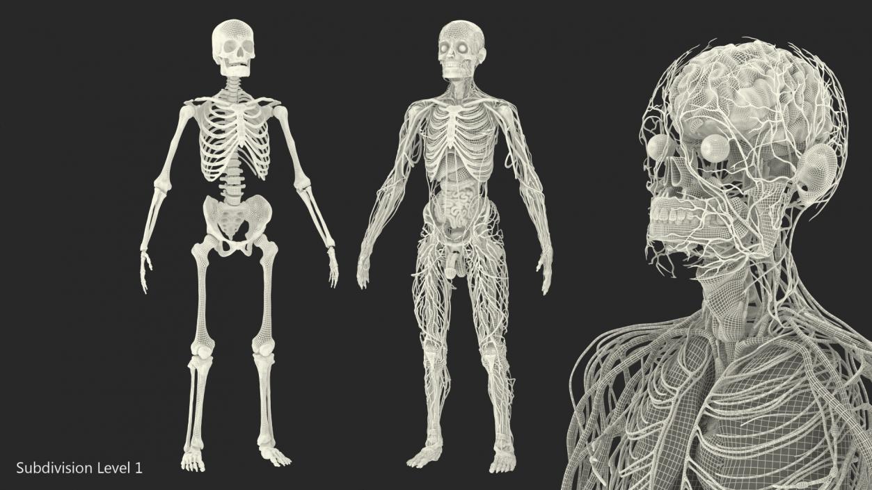 3D Male Skeleton and Internal Organs Anatomy