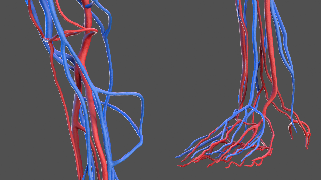 3D Male Skeleton and Internal Organs Anatomy