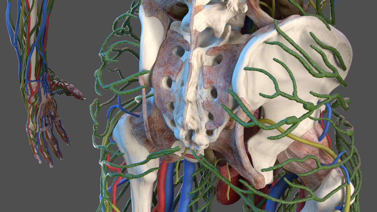 3D Male Skeleton and Internal Organs Anatomy