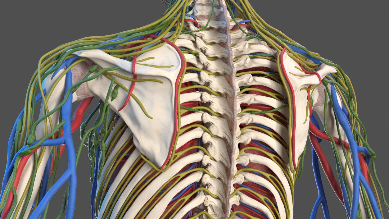 3D Male Skeleton and Internal Organs Anatomy