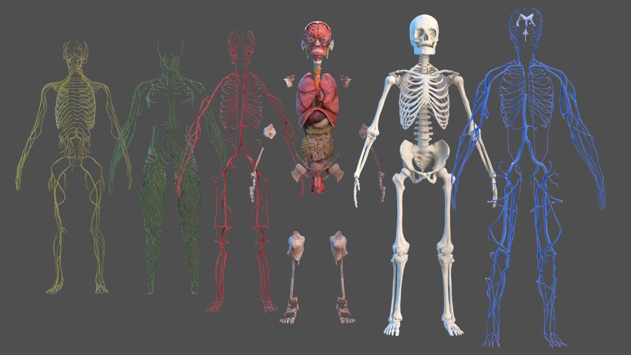 3D Male Skeleton and Internal Organs Anatomy