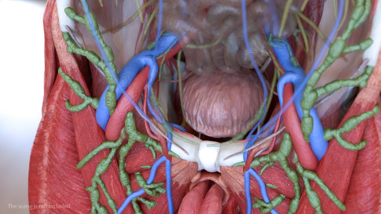 3D Male Skeleton and Internal Organs Anatomy