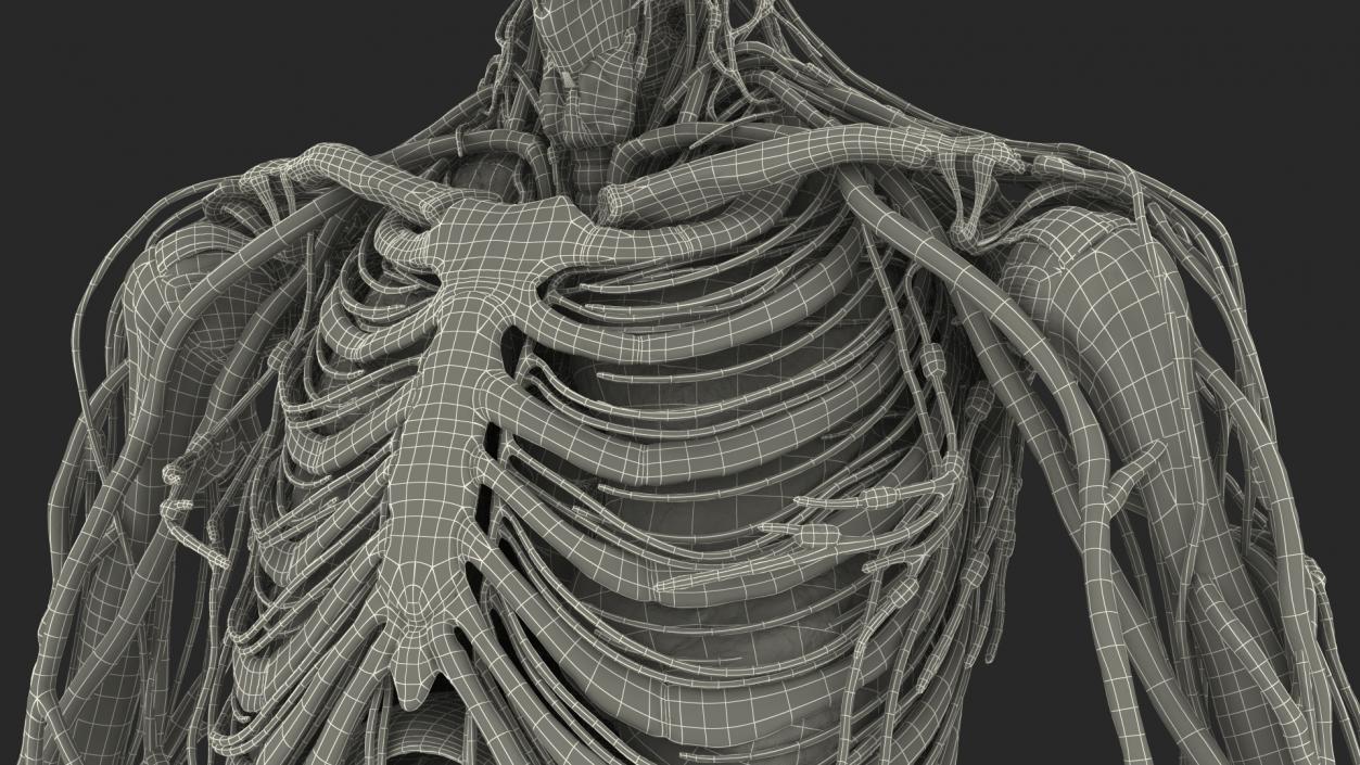 3D Male Skeleton and Internal Organs Anatomy