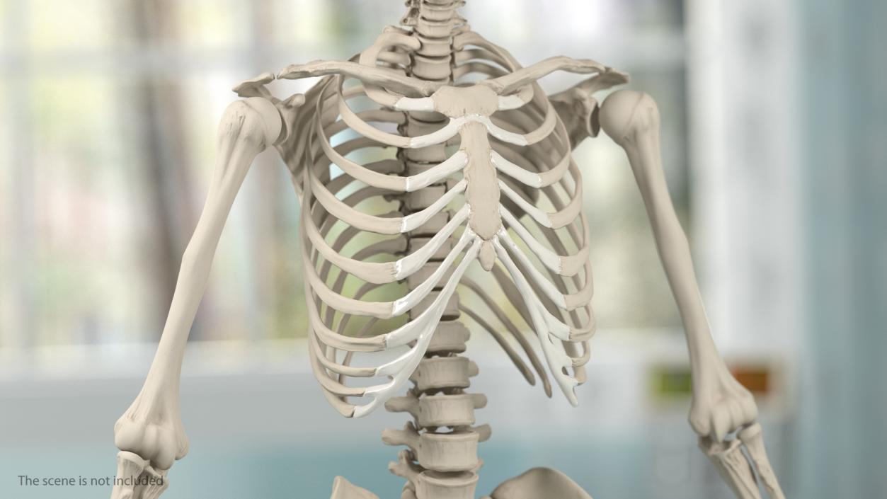 3D Male Skeleton and Internal Organs Anatomy