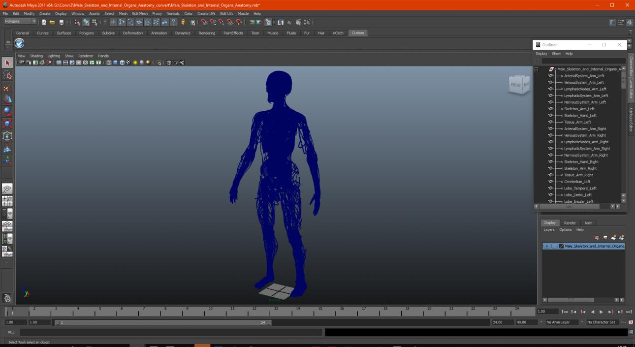 3D Male Skeleton and Internal Organs Anatomy