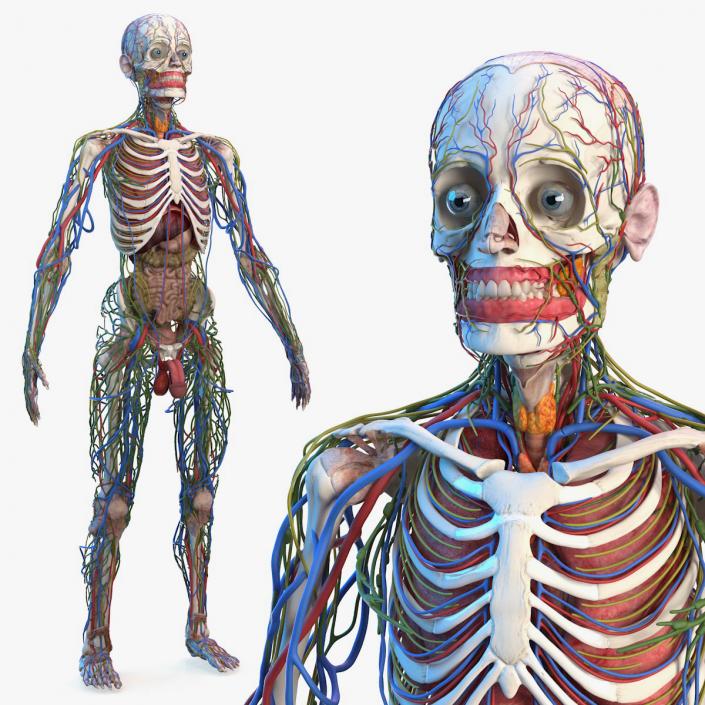 3D Male Skeleton and Internal Organs Anatomy