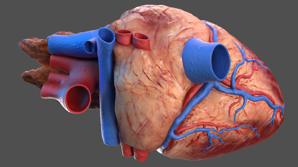 3D Male Skeleton and Internal Organs Anatomy