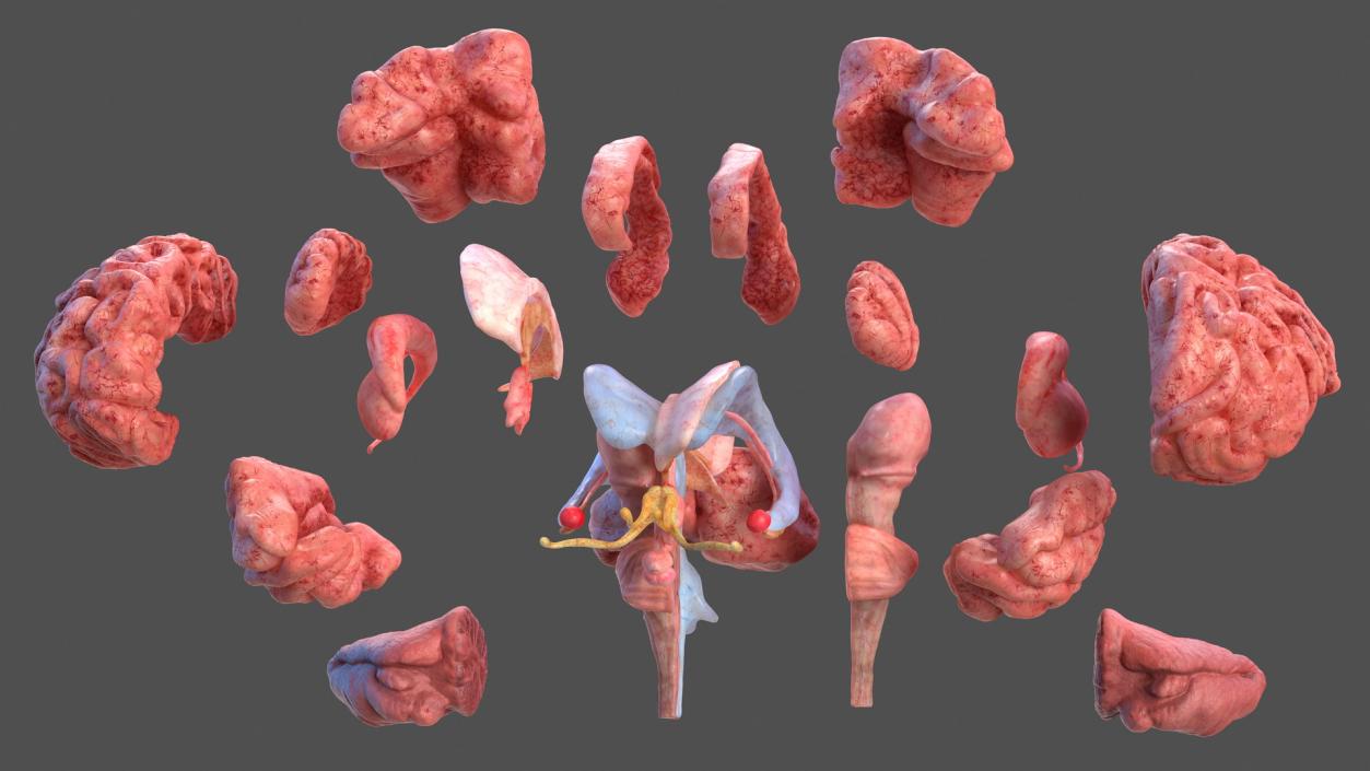 3D Male Skeleton and Internal Organs Anatomy