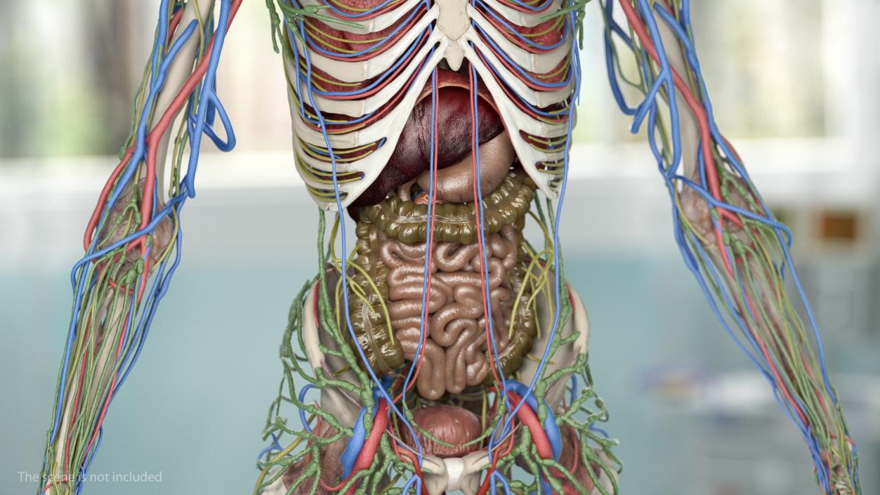 3D Male Skeleton and Internal Organs Anatomy