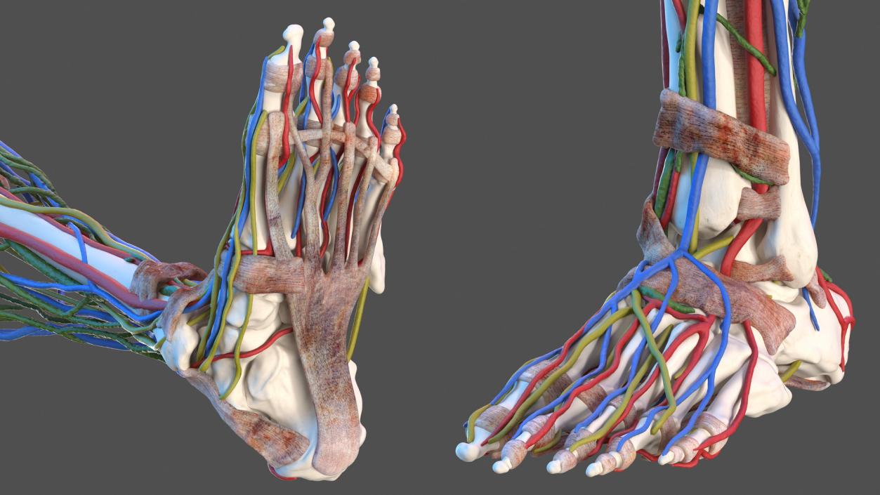 3D Male Skeleton and Internal Organs Anatomy