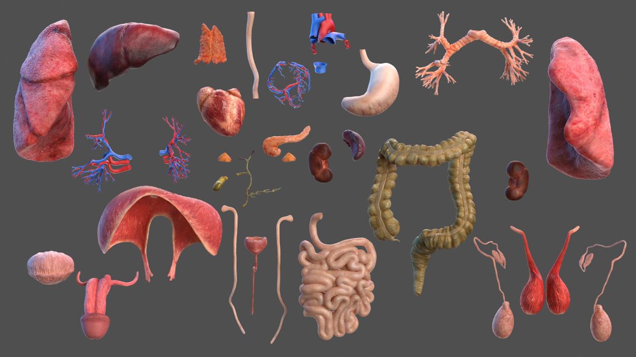 3D Male Skeleton and Internal Organs Anatomy