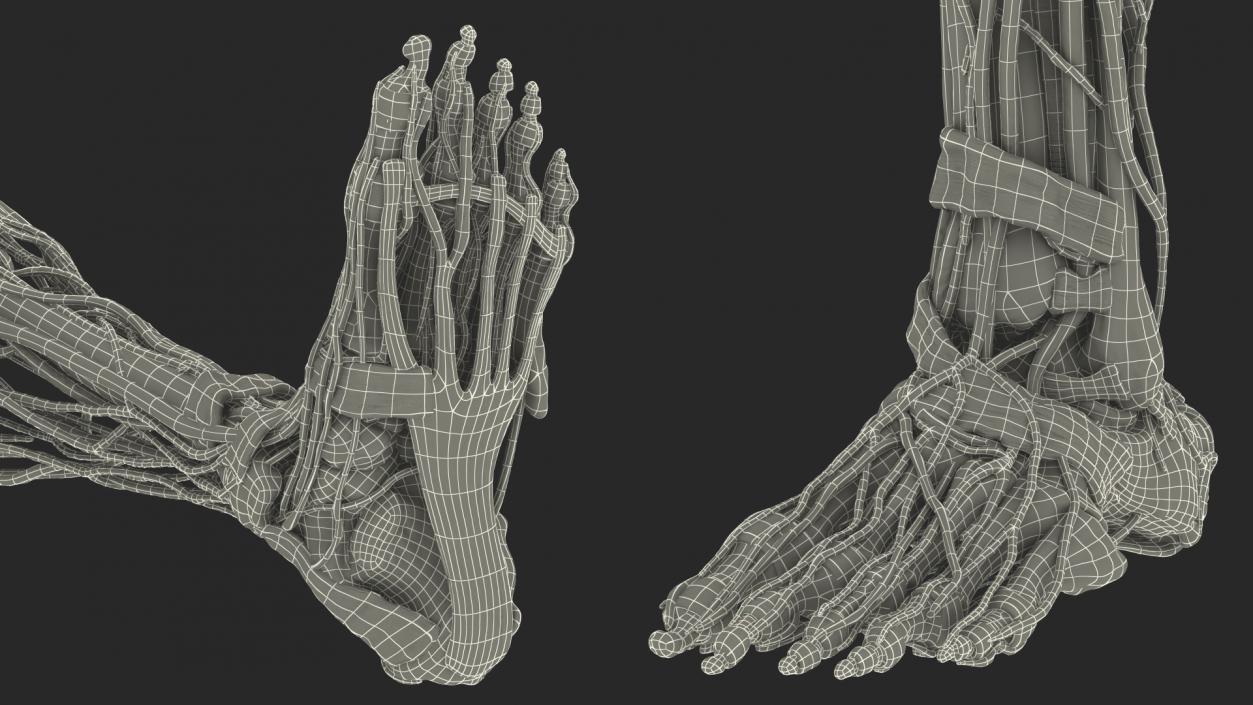 3D Male Skeleton and Internal Organs Anatomy