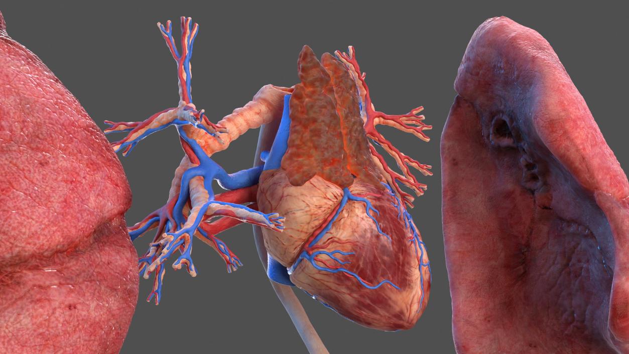 3D Male Skeleton and Internal Organs Anatomy