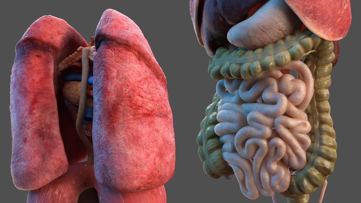 3D Male Skeleton and Internal Organs Anatomy