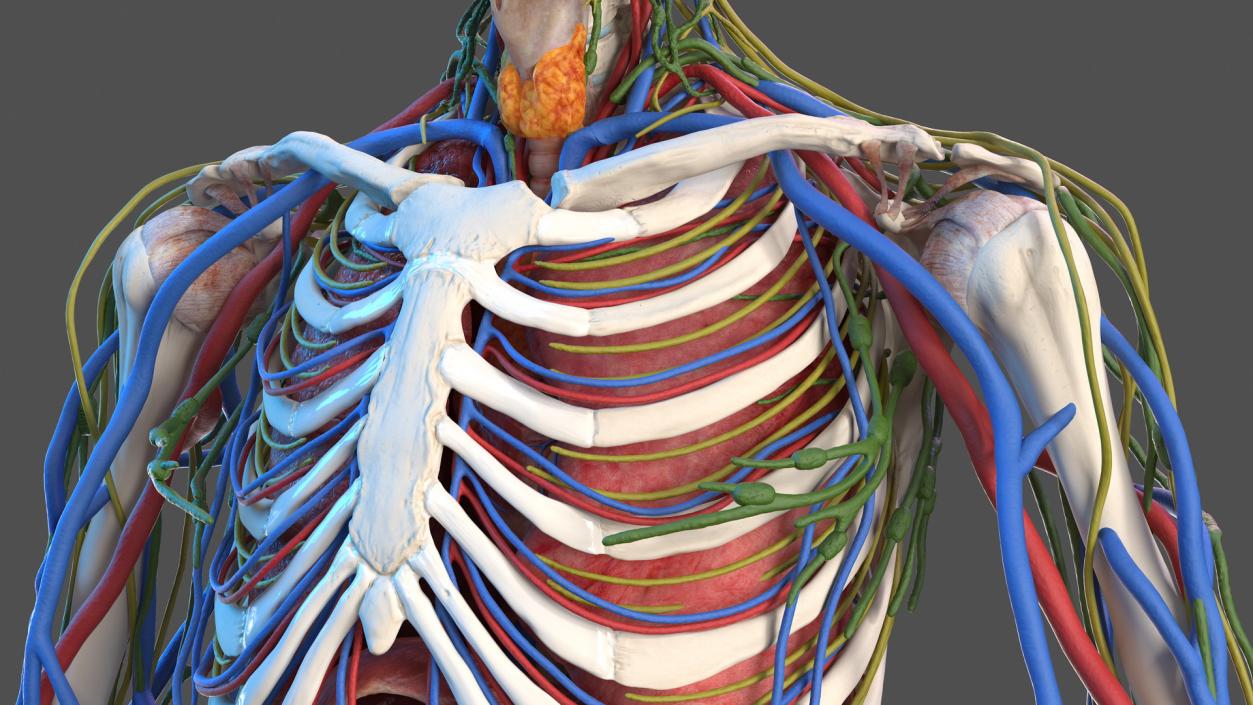 3D Male Skeleton and Internal Organs Anatomy