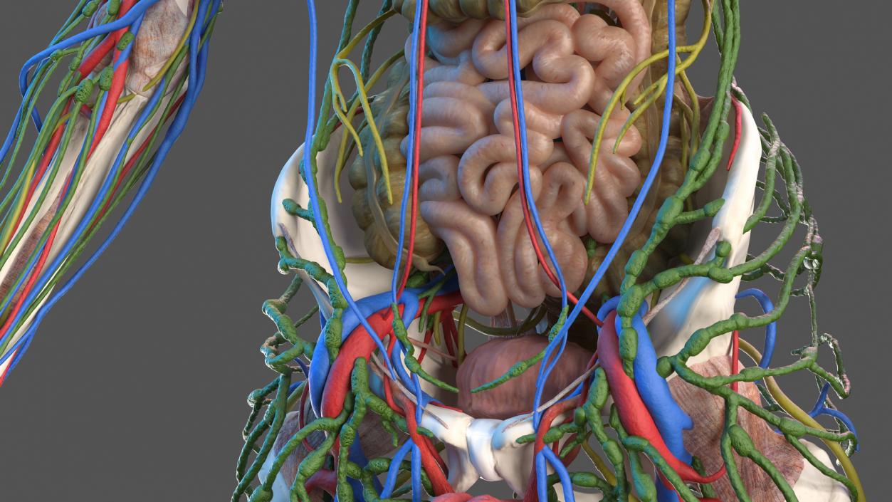 3D Male Skeleton and Internal Organs Anatomy