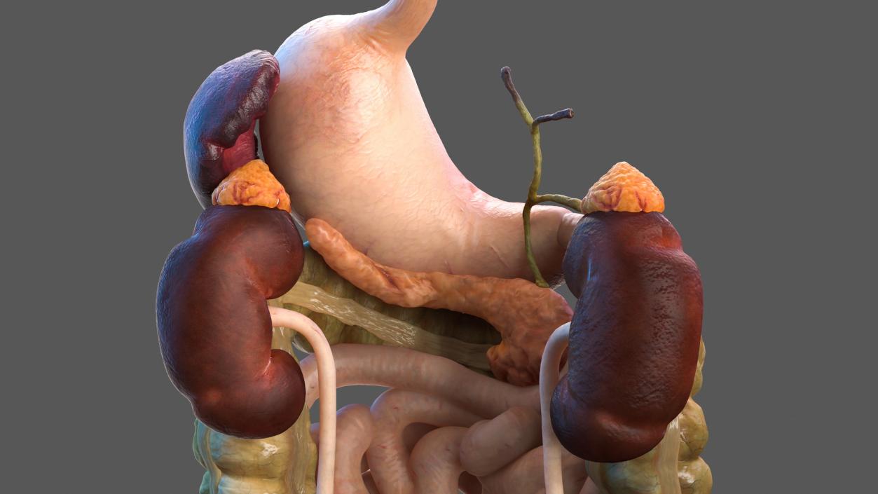 3D Male Skeleton and Internal Organs Anatomy