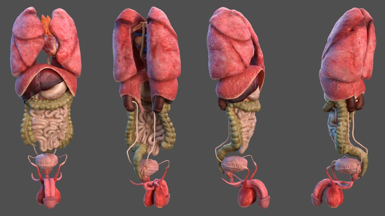 3D Male Skeleton and Internal Organs Anatomy