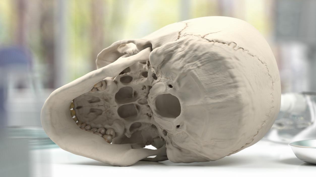 3D Male Skeleton and Internal Organs Anatomy