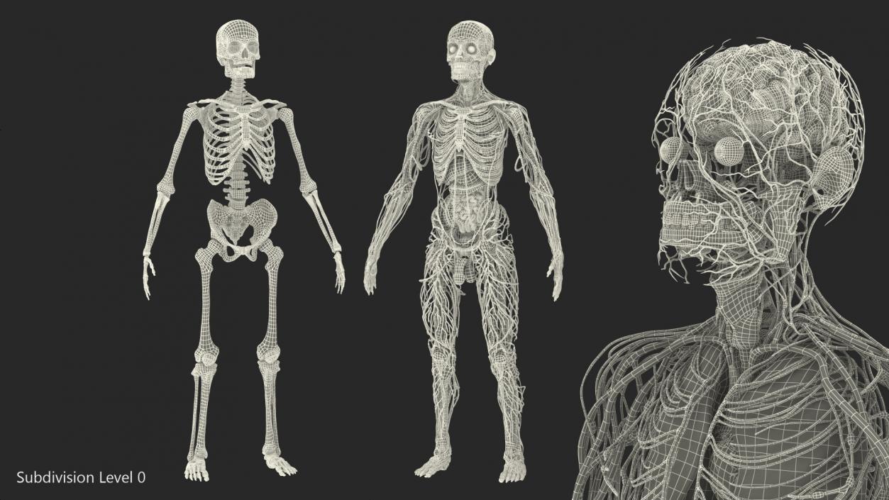 3D Male Skeleton and Internal Organs Anatomy