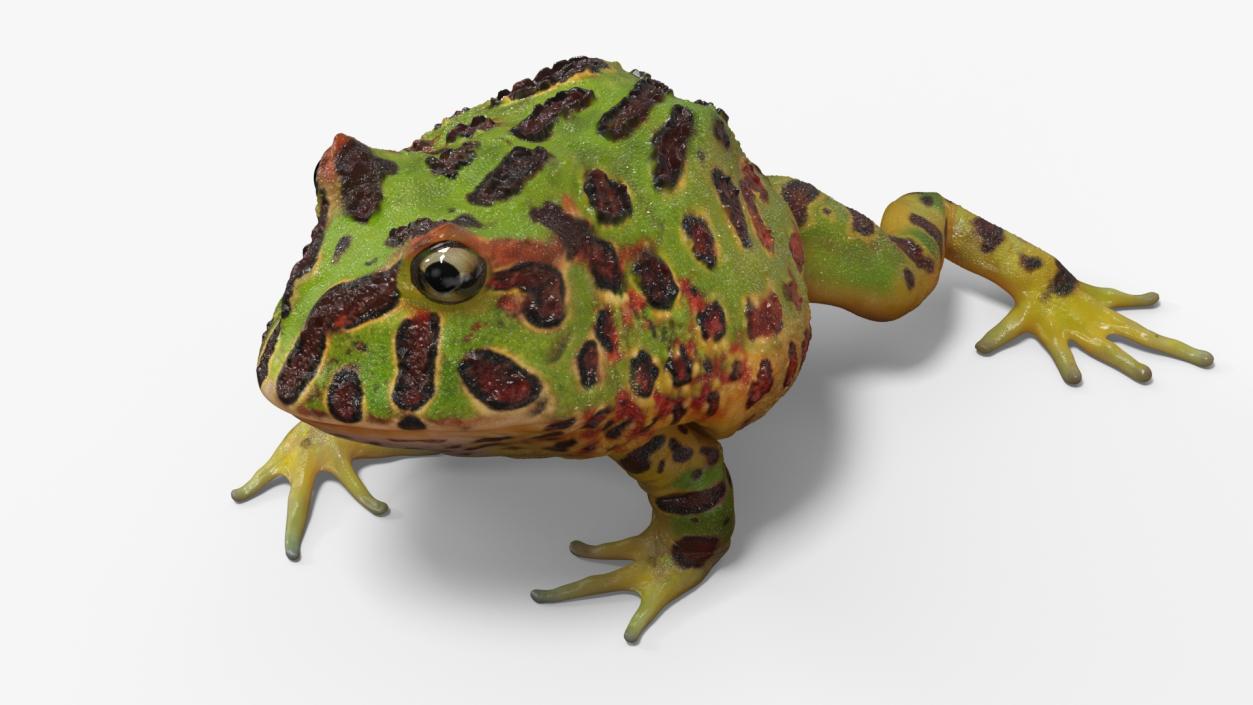 3D model American Horned Frog