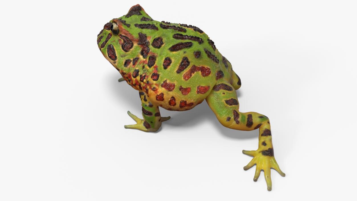 3D model American Horned Frog