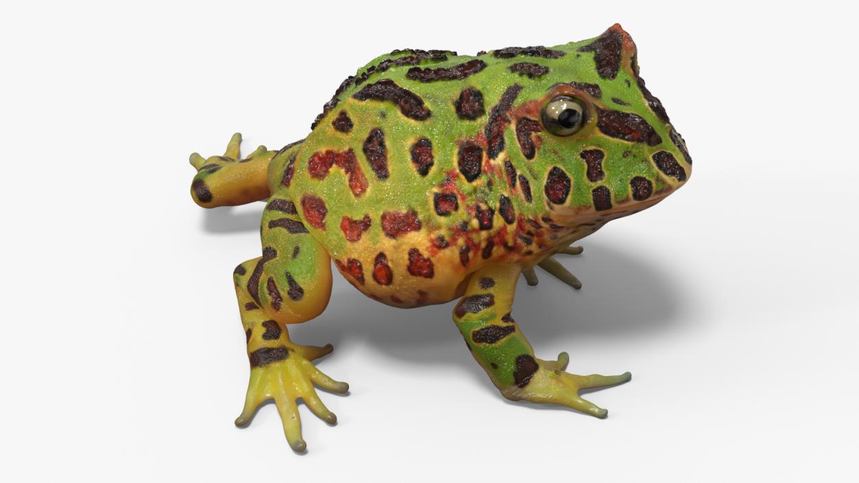 3D model American Horned Frog