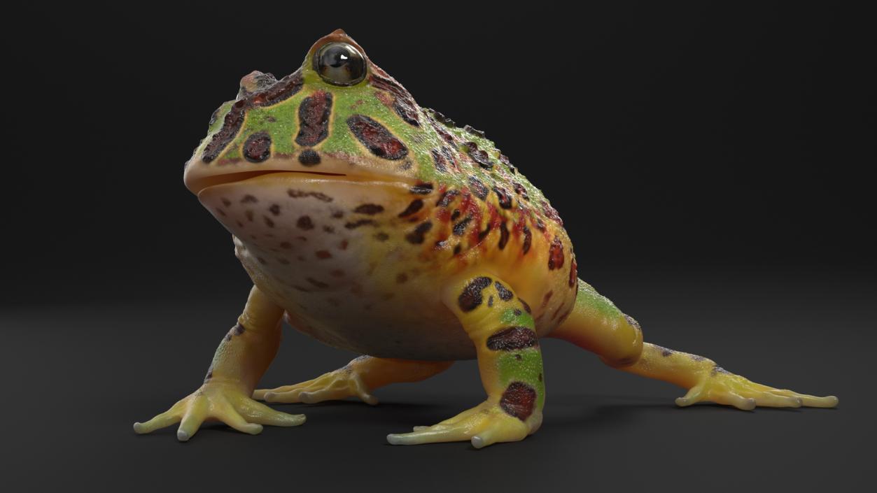 3D model American Horned Frog