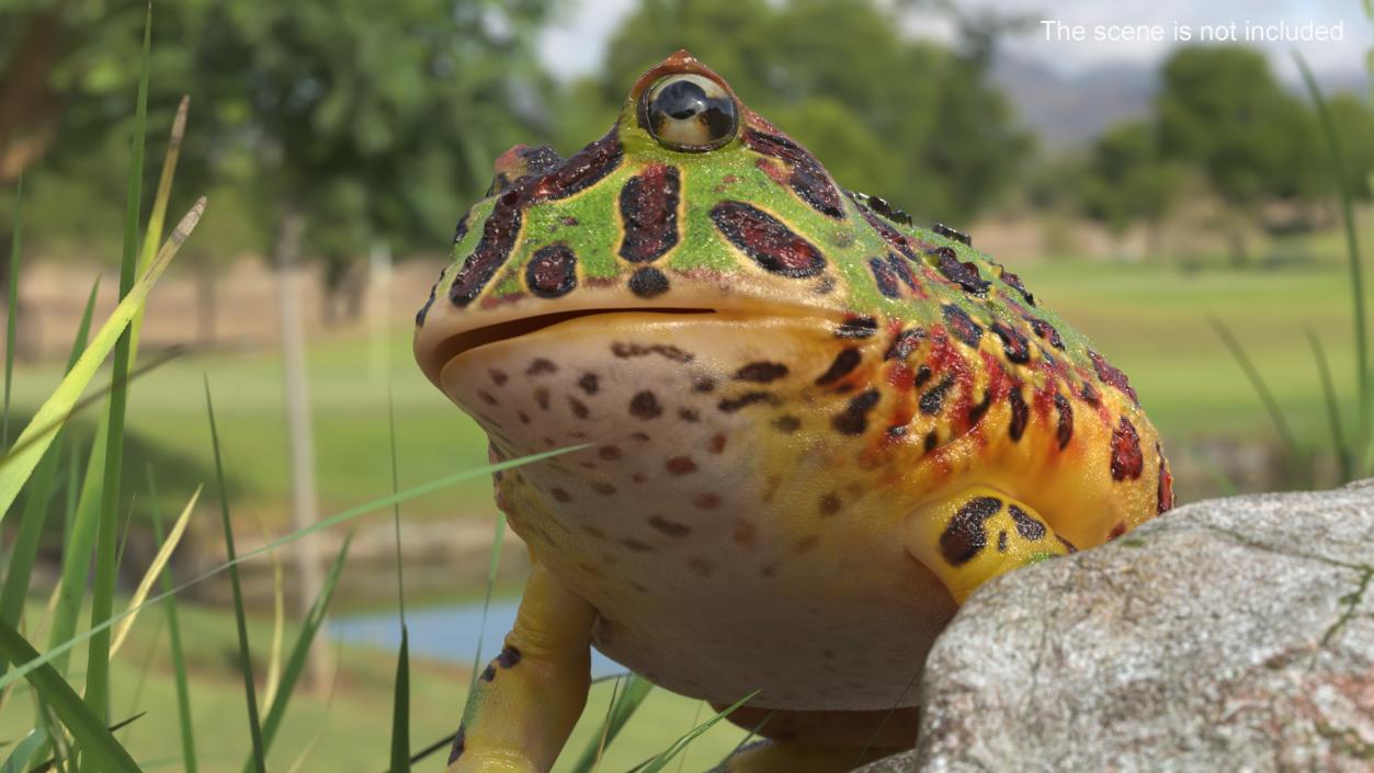 3D model American Horned Frog