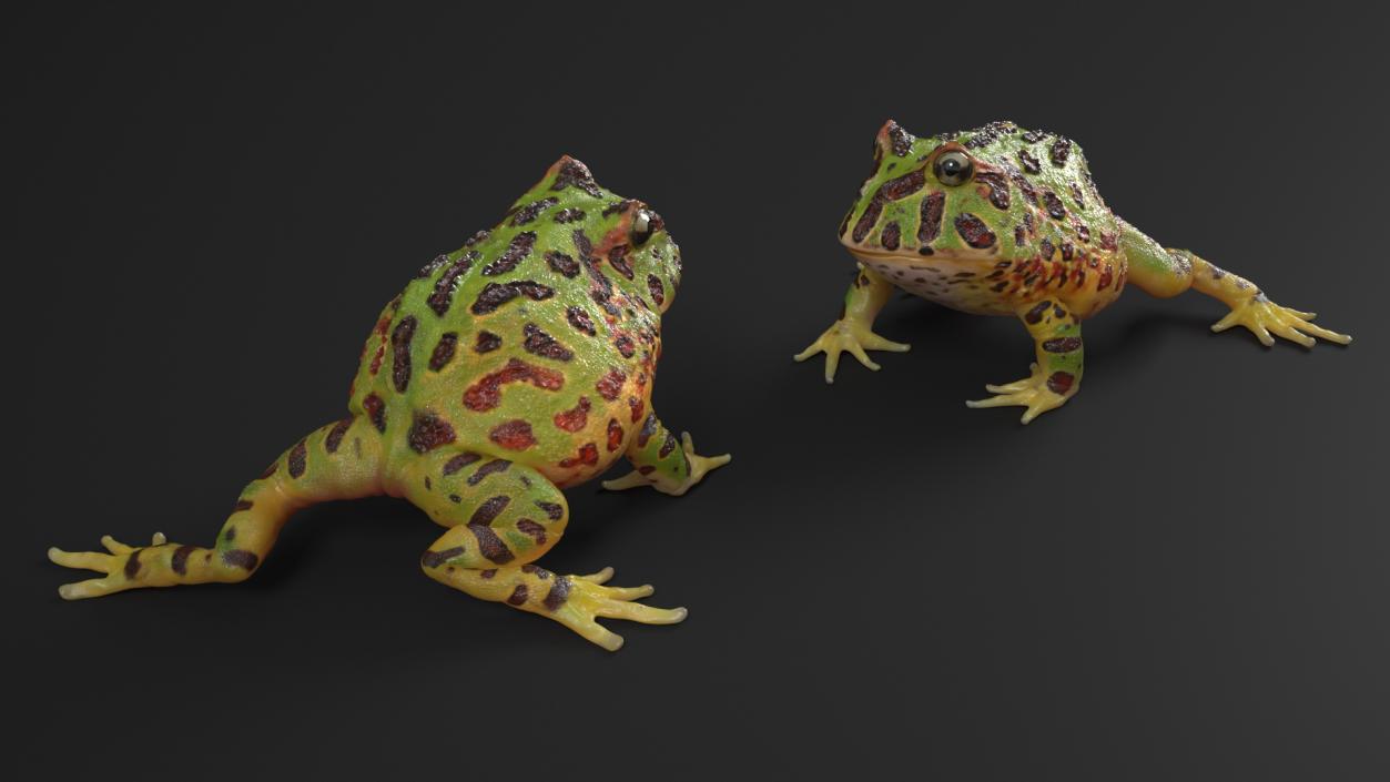 3D model American Horned Frog