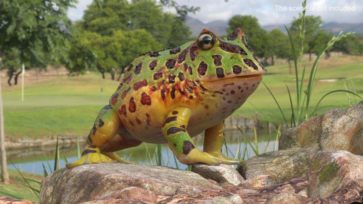 3D model American Horned Frog