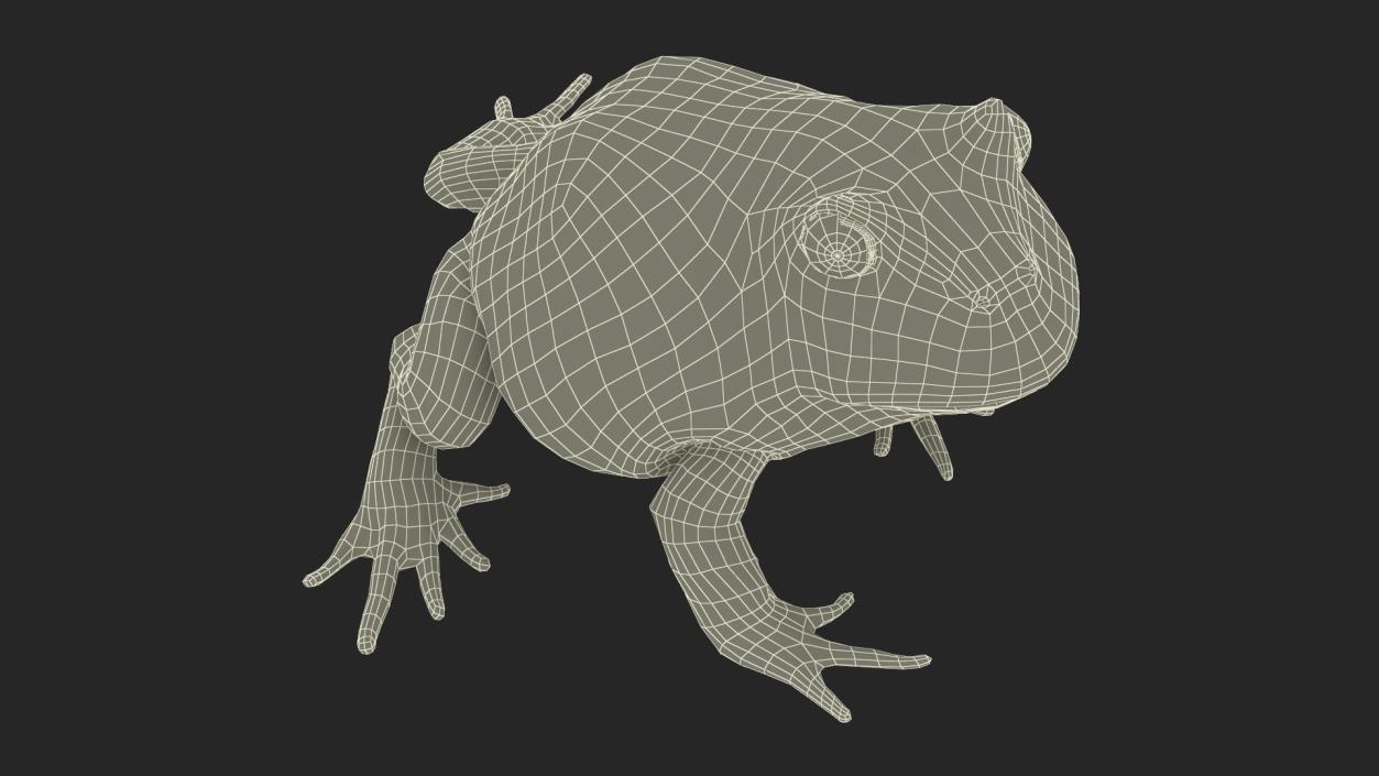 3D model American Horned Frog