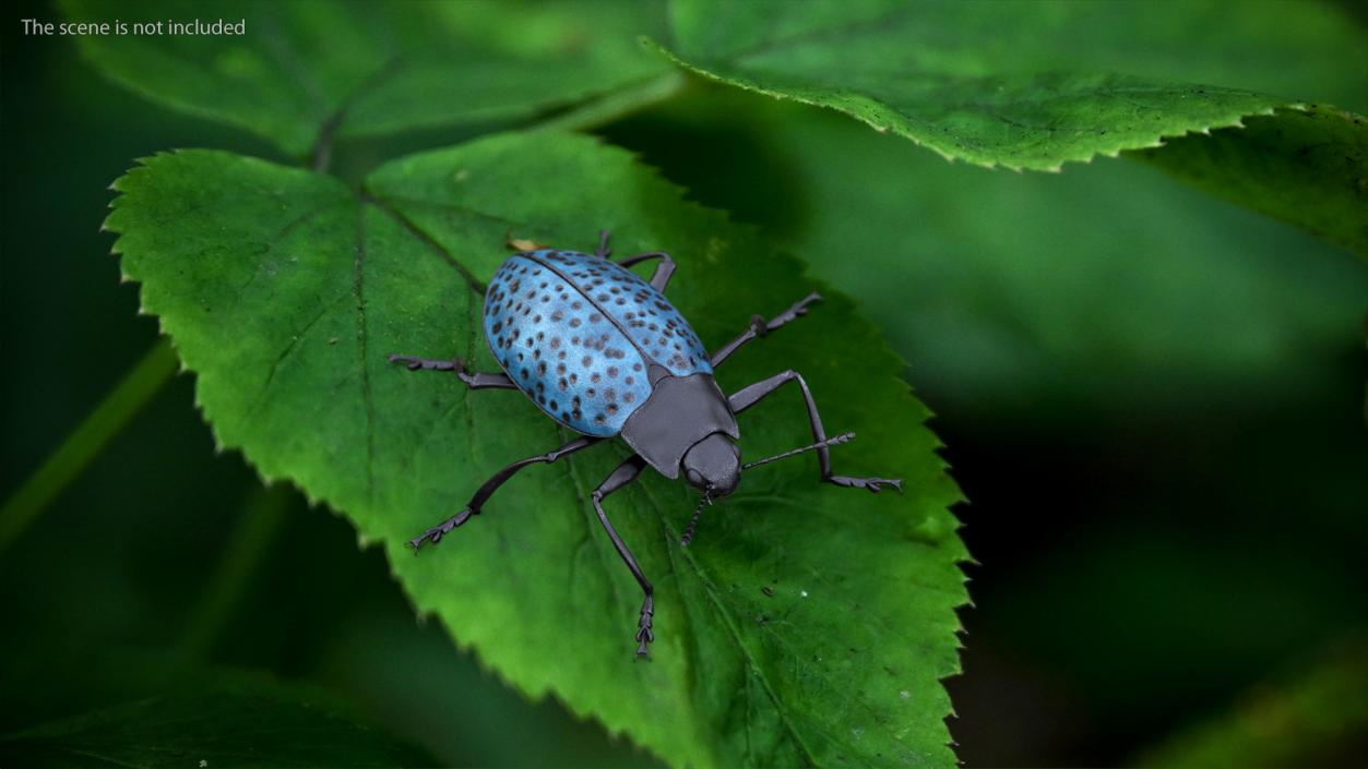 Blue Pleasing Fungus Beetle 3D