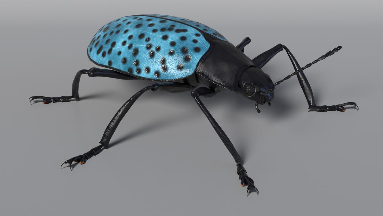 Blue Pleasing Fungus Beetle 3D