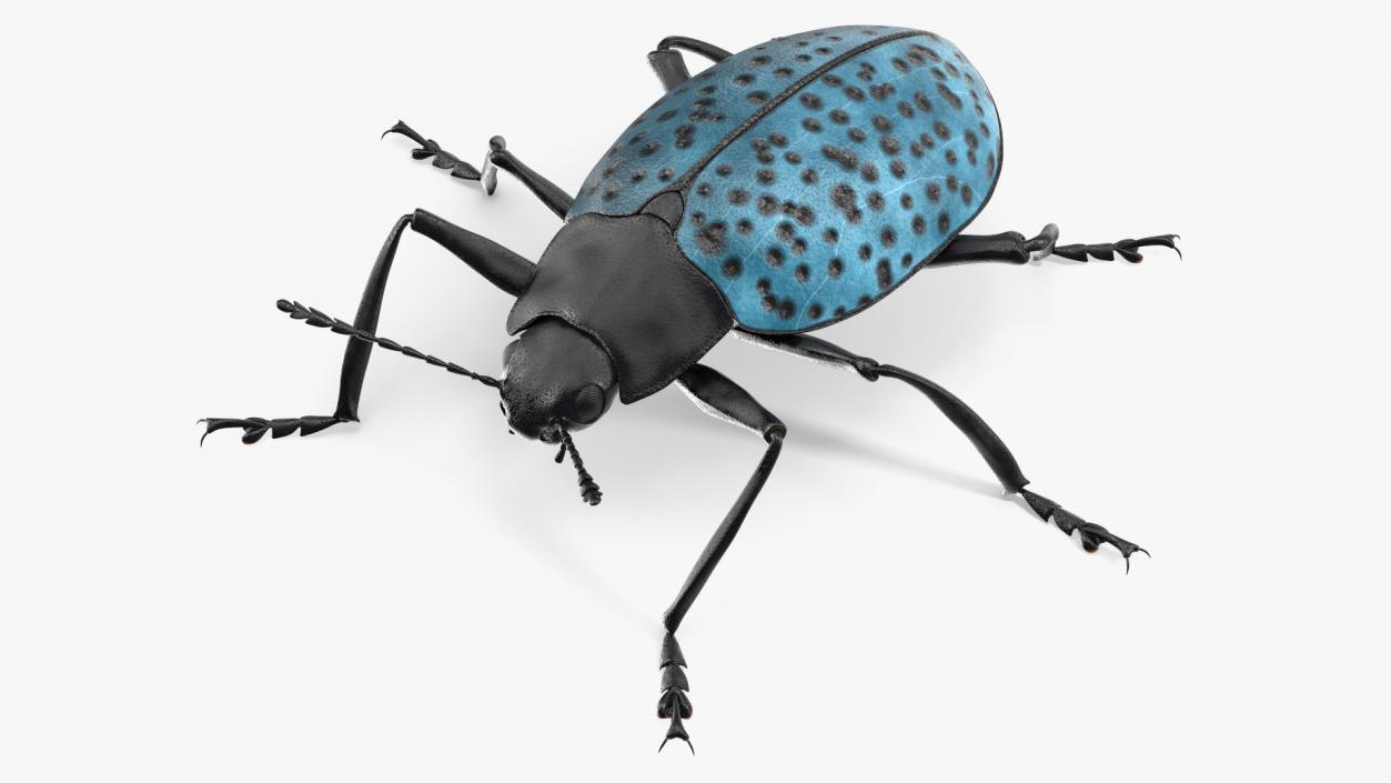 Blue Pleasing Fungus Beetle 3D