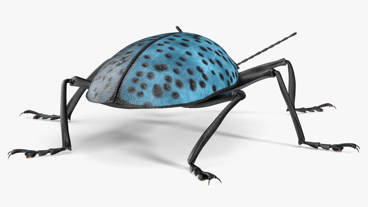 Blue Pleasing Fungus Beetle 3D