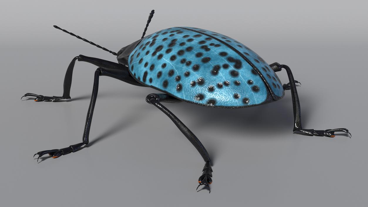 Blue Pleasing Fungus Beetle 3D