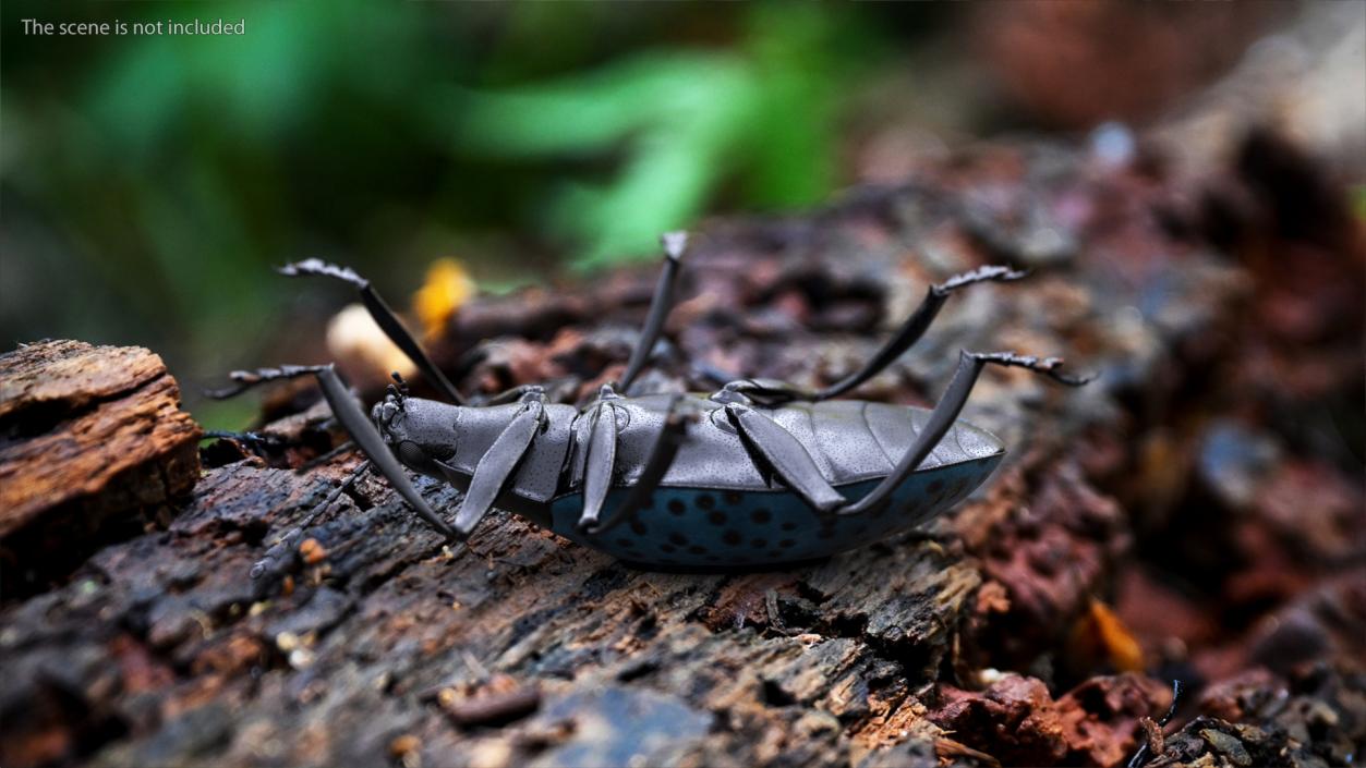 Blue Pleasing Fungus Beetle 3D