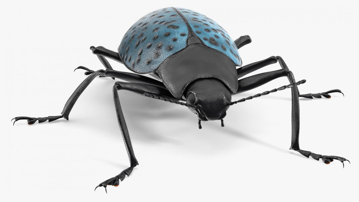 Blue Pleasing Fungus Beetle 3D