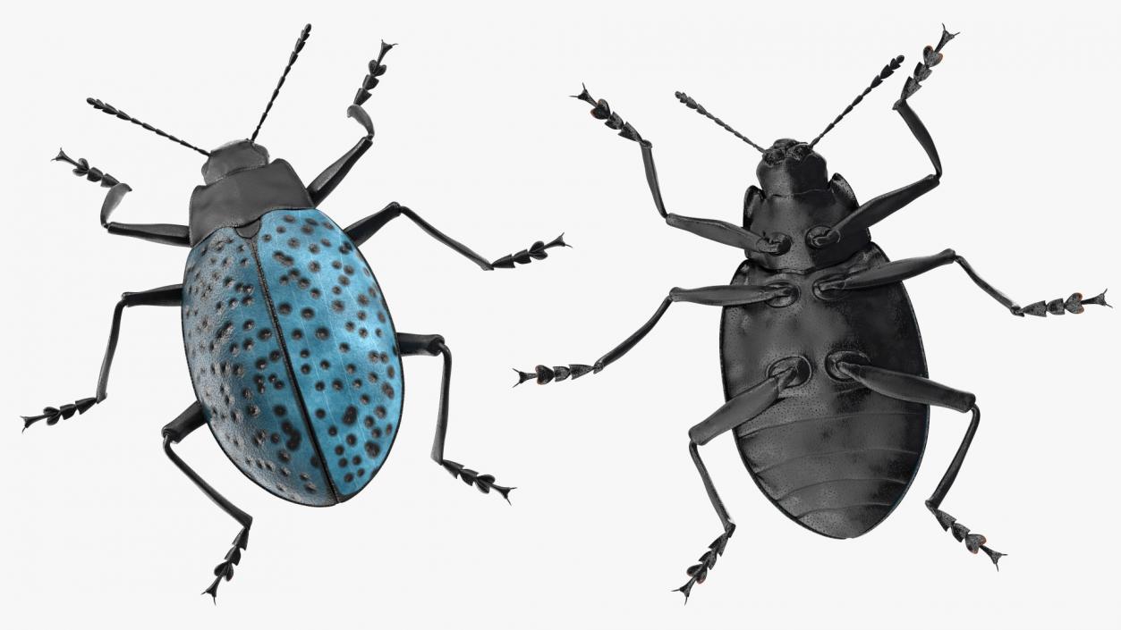 Blue Pleasing Fungus Beetle 3D