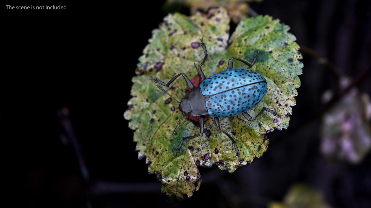 Blue Pleasing Fungus Beetle 3D