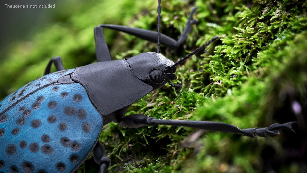 Blue Pleasing Fungus Beetle 3D