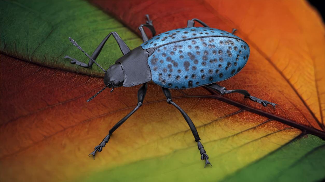 Blue Pleasing Fungus Beetle 3D