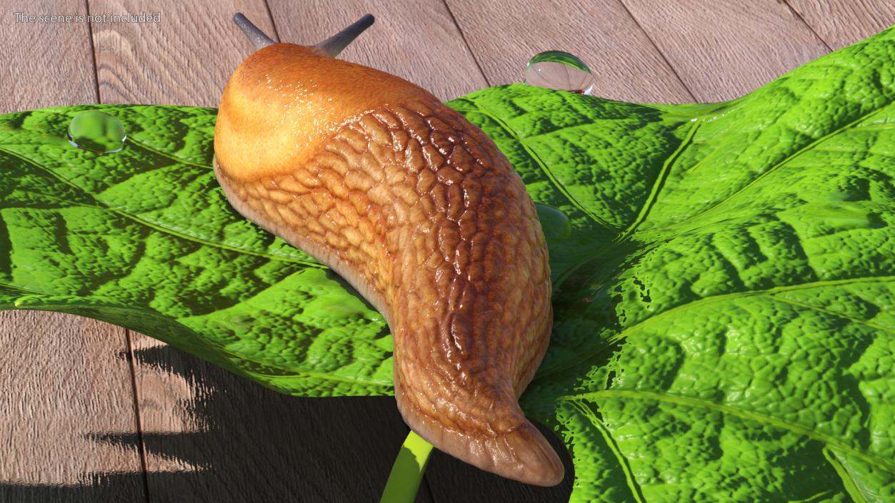 Slug Dusky Arion Rigged for Cinema 4D 3D