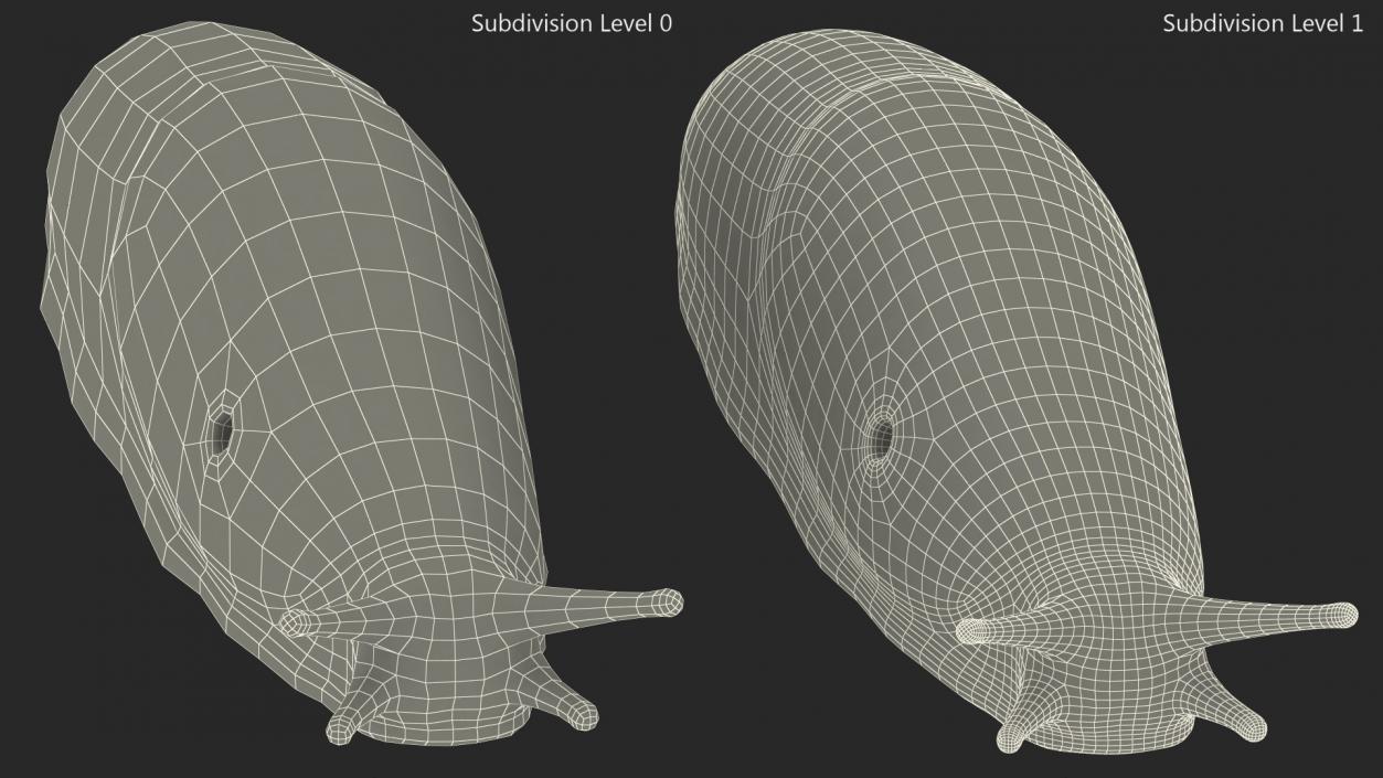 Slug Dusky Arion Rigged for Cinema 4D 3D