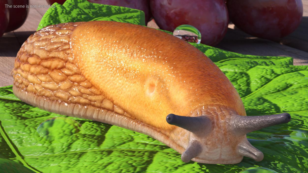 Slug Dusky Arion Rigged for Cinema 4D 3D