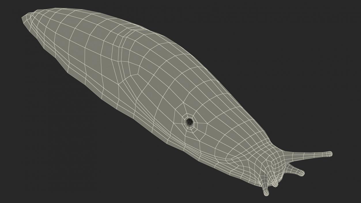 Slug Dusky Arion Rigged for Cinema 4D 3D