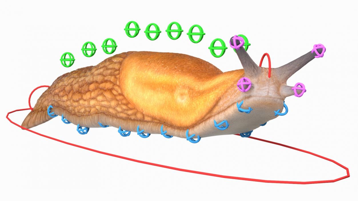 Slug Dusky Arion Rigged for Cinema 4D 3D